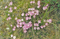 Phlox sibirica