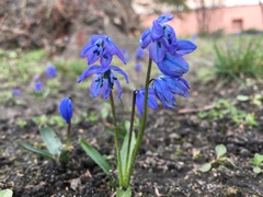 Scilla siberica
