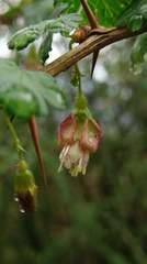 Ribes formosanum