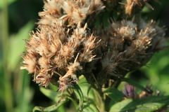 Saussurea acuminata sachalinensis