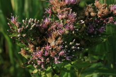 Saussurea acuminata sachalinensis