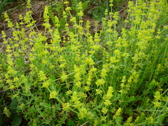 Cruciata laevipes