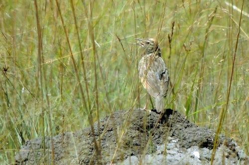 Rufous-naped Lark