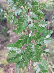 Viguiera (Viguieranthus)