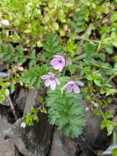 Redstem Stork's-bill
