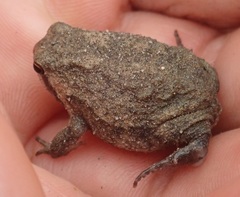 Breviceps
