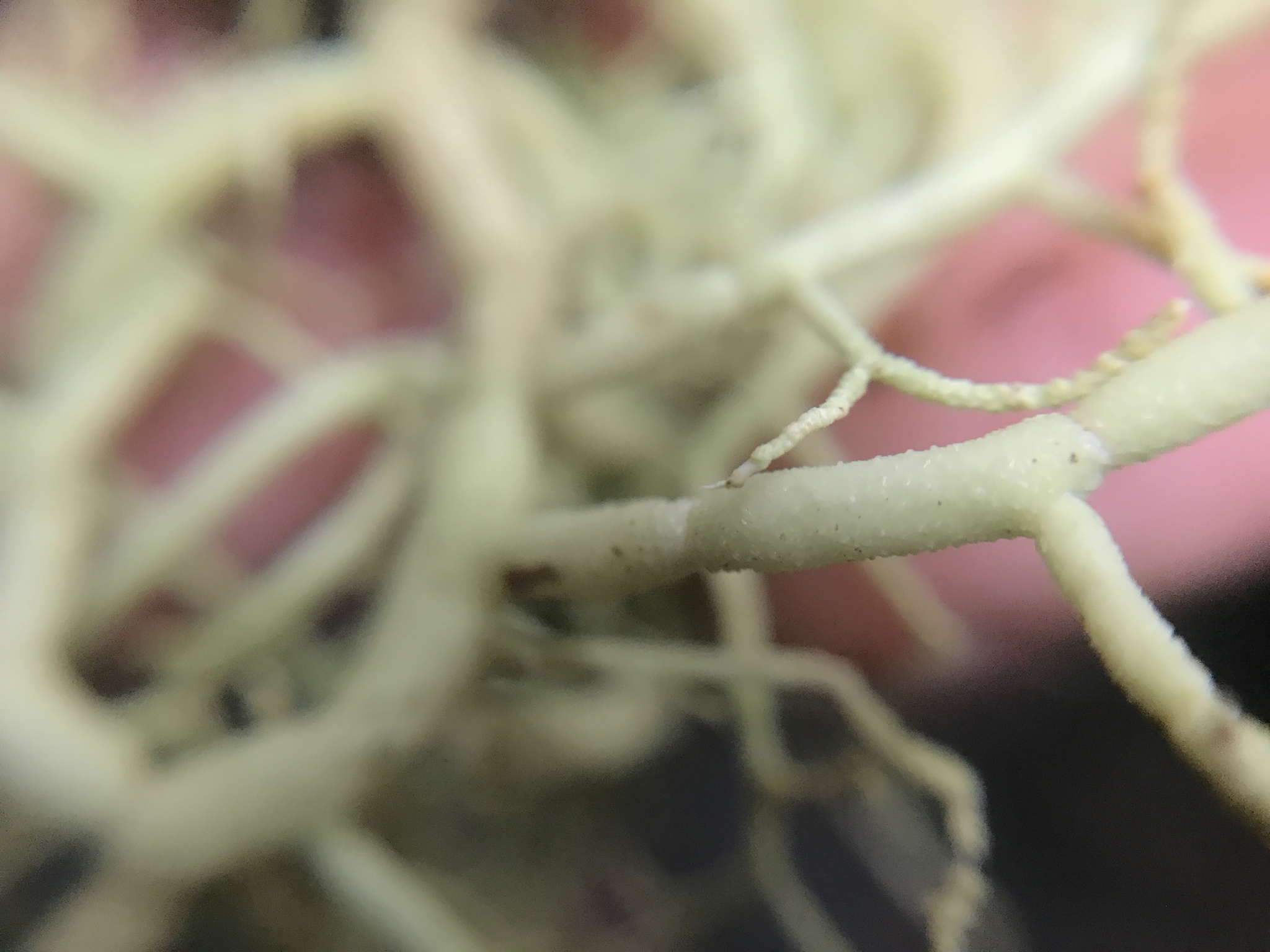 Usnea cornuta image