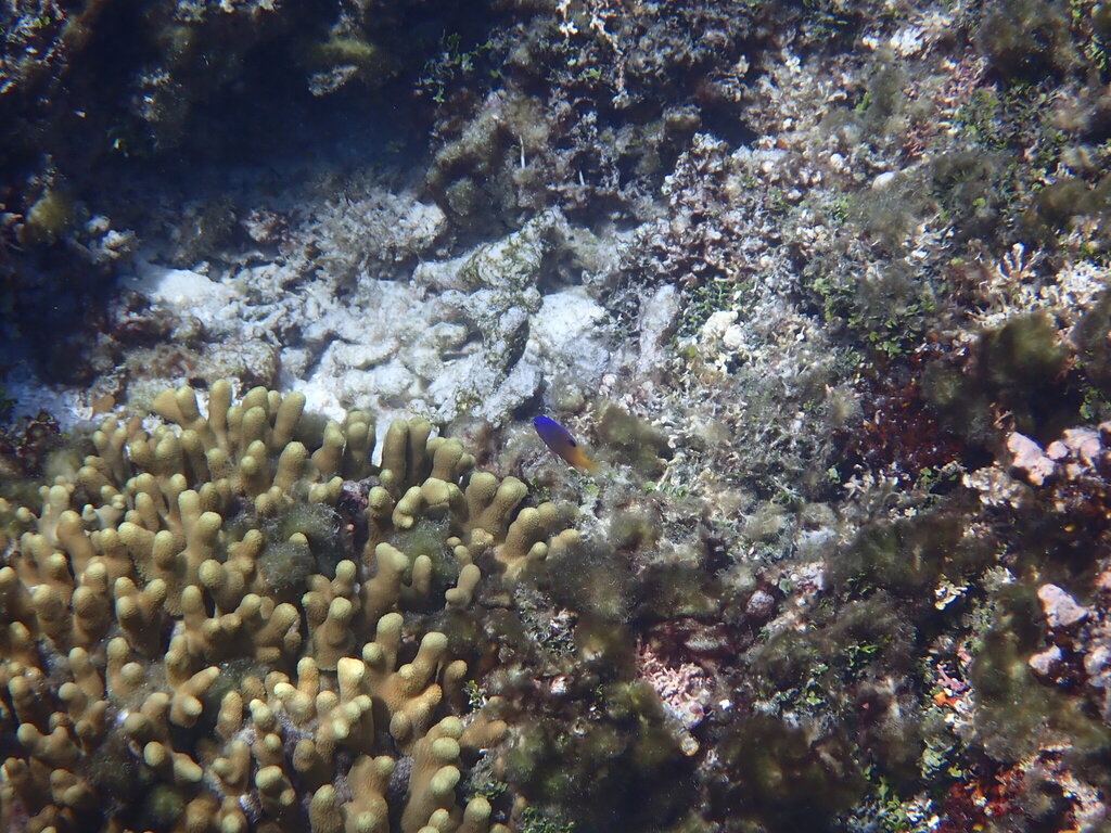 Tracey's Damselfish