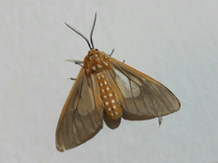Sthenognatha gentilis