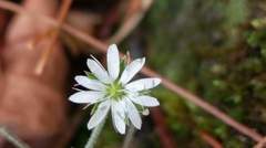 Stellaria vestita