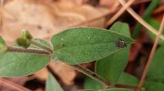 Stellaria vestita