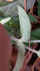 Stellaria vestita