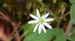 Stellaria vestita