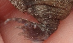 Breviceps