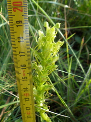 Habenaria lithophila