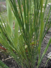 Platycaulos compressus