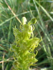 Habenaria lithophila