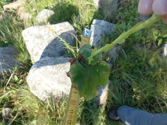 Habenaria lithophila