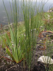 Platycaulos compressus