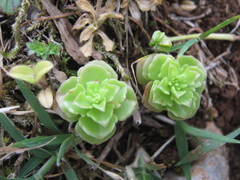 Phedimus stellatus