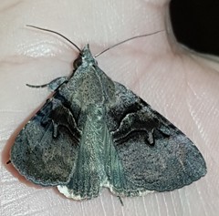 Avatha discolor