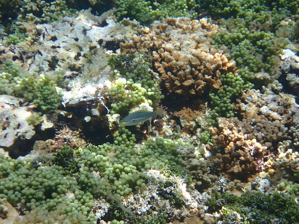 Banda Wrasse