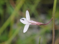 Lobelia patula