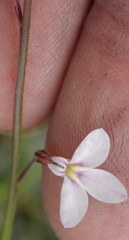 Lobelia patula