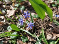 Scilla vindobonensis