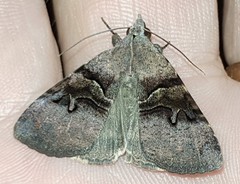 Avatha discolor