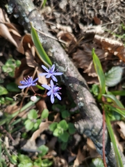 Scilla vindobonensis