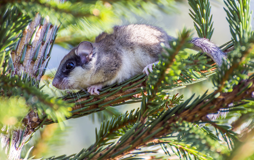 Forest Dormouse