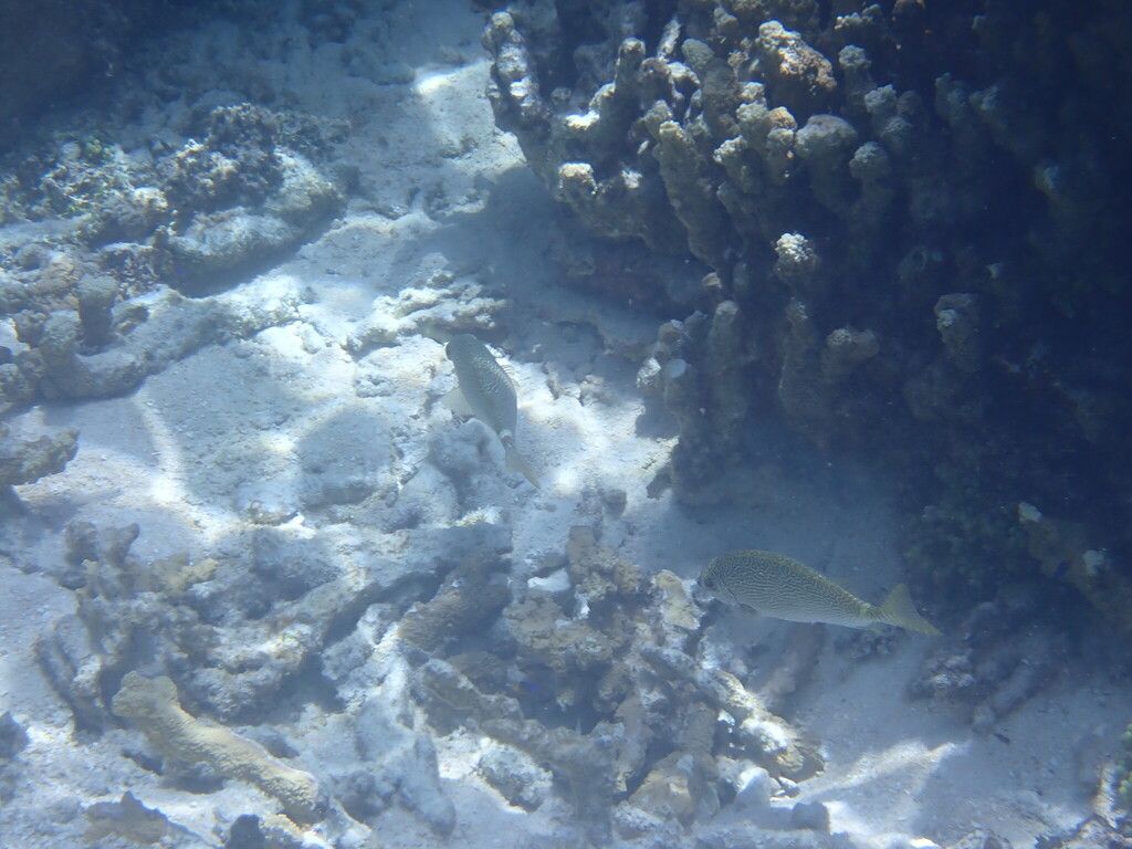 bluntnosed spinefish