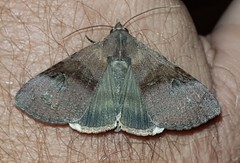 Avatha discolor
