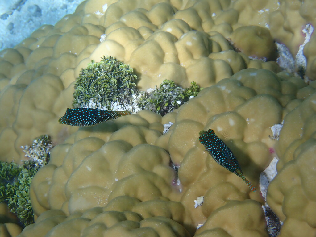 Spotted sharpnose