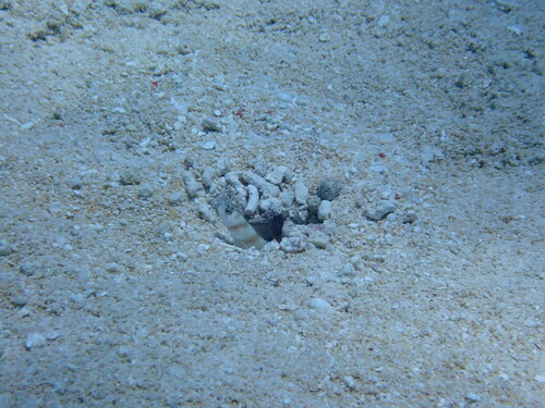 Amblyeleotris steinitzi observed 2026-03-27