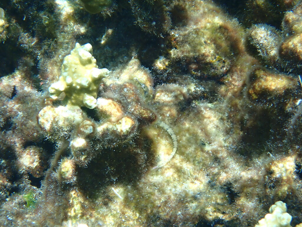 Banded pipefish