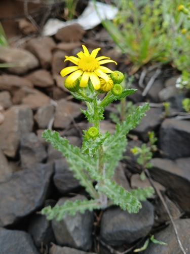 Eastern Groundsel