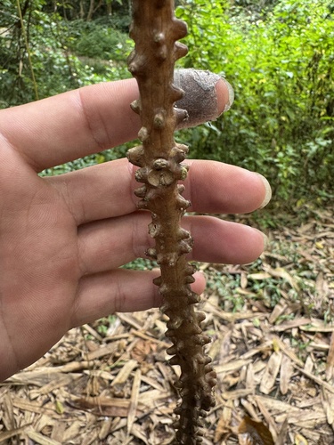 Foto de Tinospora crispa