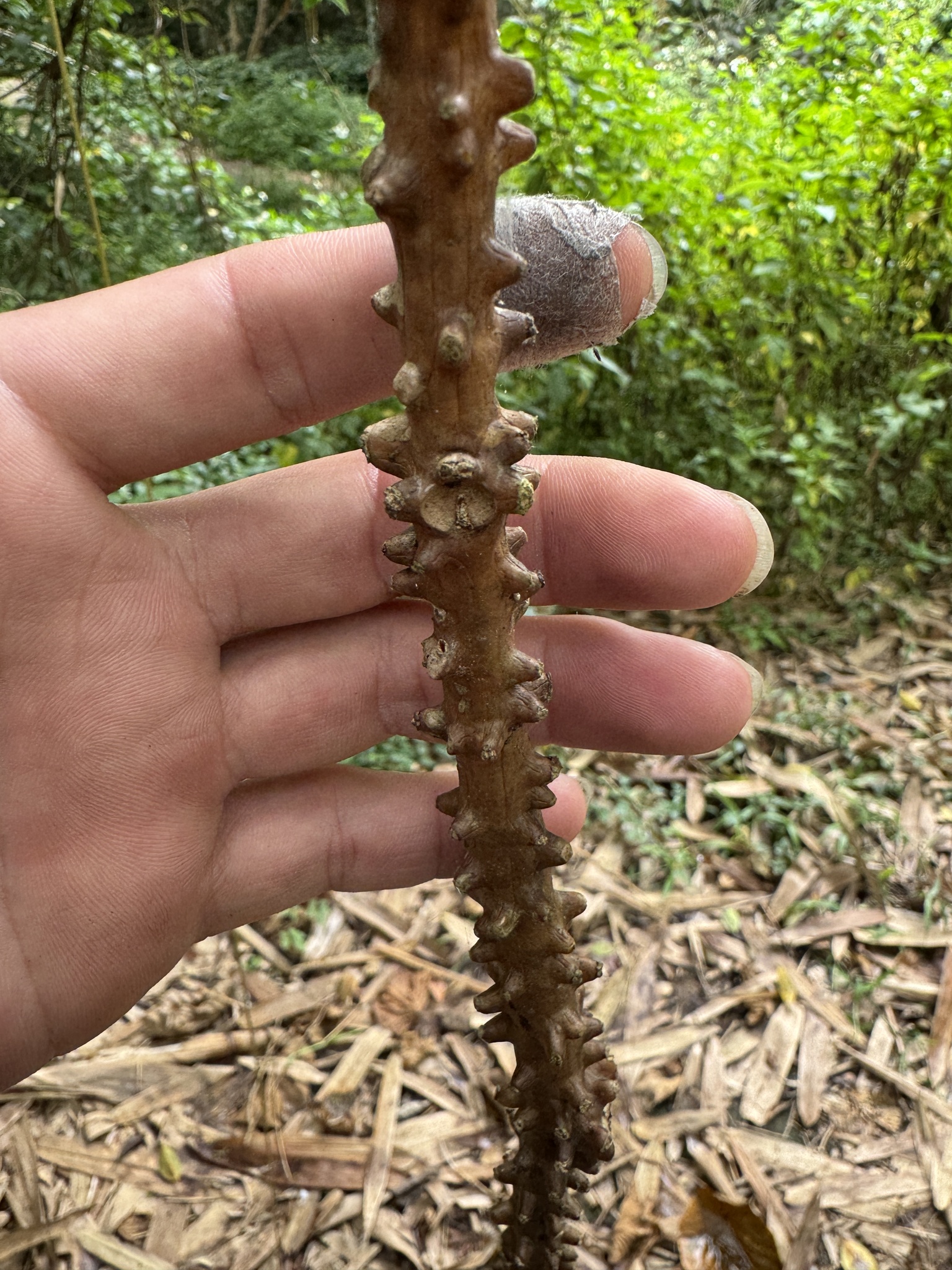 Imagem de Tinospora crispa