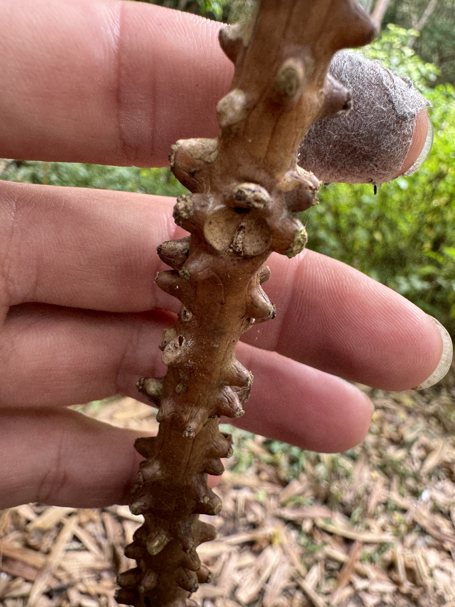 Imagem de Tinospora crispa