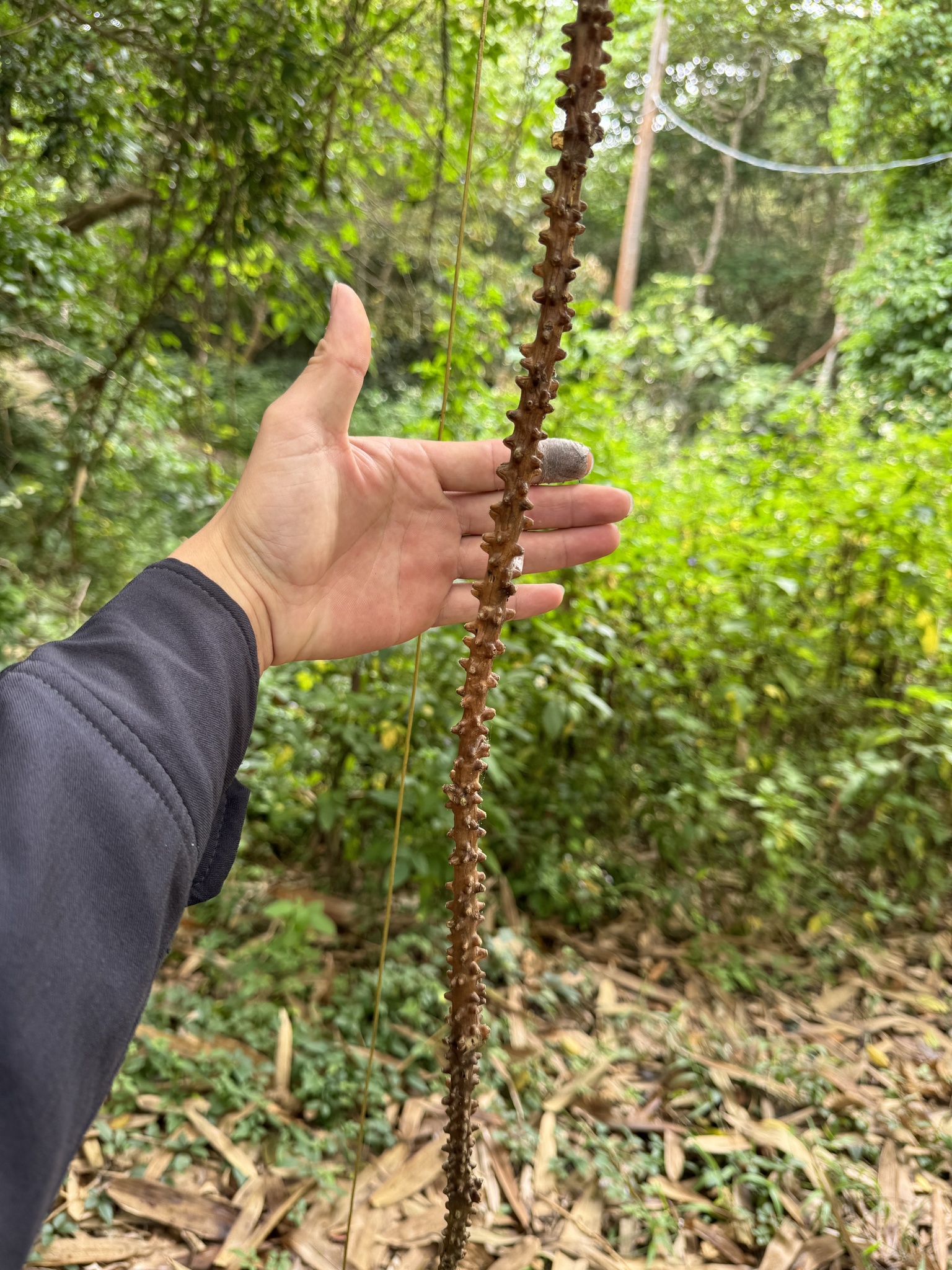 Imagem de Tinospora crispa