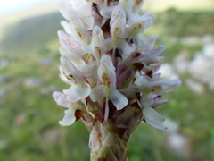 Disa fragrans