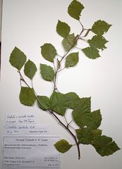 Betula × aurata