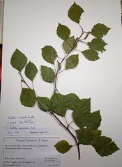 Betula × aurata