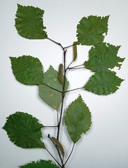 Betula × aurata