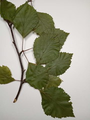 Betula × aurata