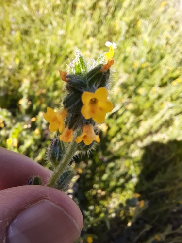 Yellow Gromwell (Amsinckia calycina)
