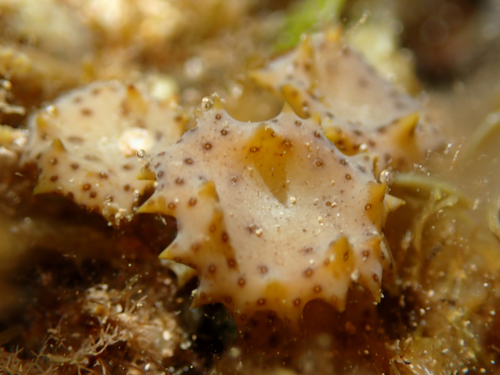 Turbinaria ornata observed 2026-03-31