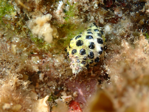 Morula uva observed 2026-03-31